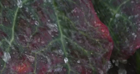 Close up fresh green leaf with rain water drops. Stock Footage 154807780