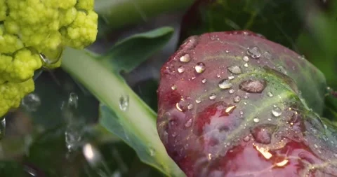 Close up fresh green leaf with rain water drops. Video stock 154807782