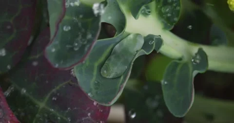 Close up fresh green leaf with rain water drops. Stock-Footage 154807783