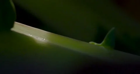 Close up fresh green leaf with rain water drops. Video stock 154807793