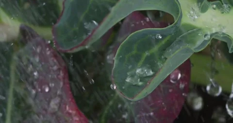 Close up fresh green leaf with rain water drops. Vidéo 154807812