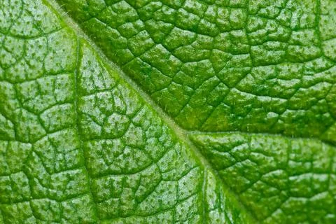 Close up of fresh green leaf texture details background Stock Photos