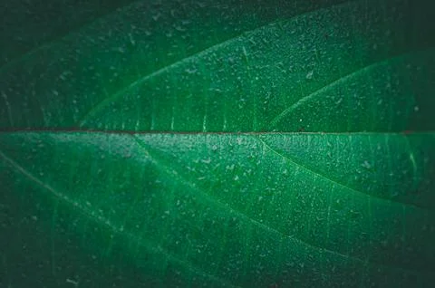Close-Up of Fresh Green Leaf Texture for Nature Conservation Themes Stock Photos