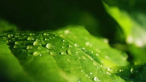Close-up of fresh green leaf with water droplets after rain in a tranquil garden Stock-Footage 312857916