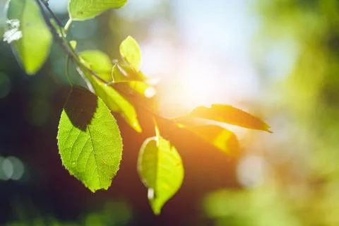Close up of fresh green leafs Stock Photos