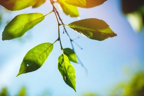 Close up of fresh green leafs Stock Photos