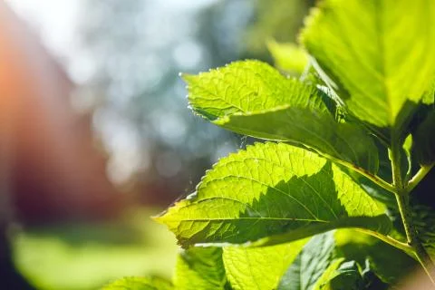 Close up of fresh green leafs Stock Photos