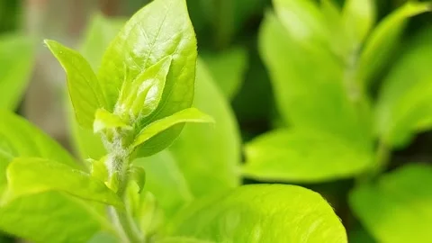Close-up of fresh green leaves budding in spring garden Stock Footage 334733545