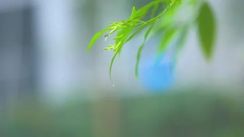 Close up of fresh green leaves with falling rain droplets in spring garden Stock Footage 342219016