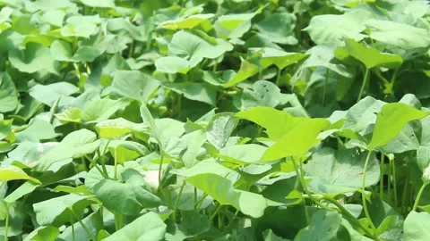 Close up of fresh green leaves. Stock Footage 239702147