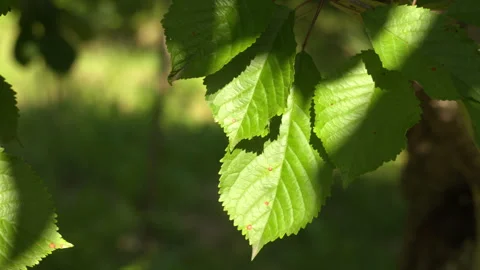 Close-up of Fresh Green Leaves with Small Red Spots in a Sunlit Forest Stock-Footage 339628794