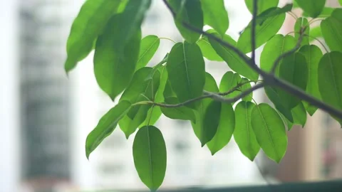 Close up. Fresh green leaves on the tree, swaying in the wind. Stock Footage 156437843