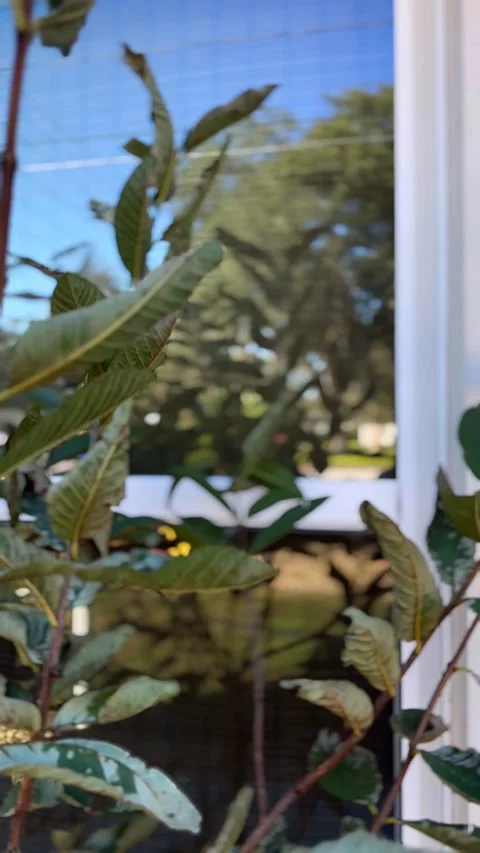 Close-Up of Fresh Green Leaves on a Tree Stock Footage 295817631