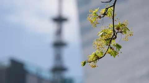 Close up fresh green leaves on tree branch, blurred glass skyscrapers background Video stock 333651074