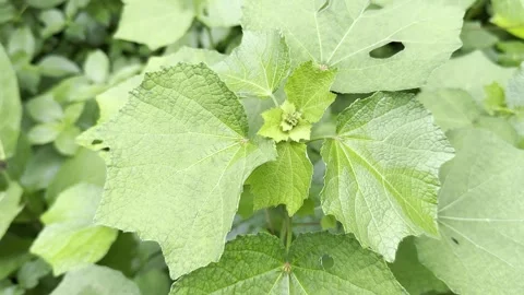 Close Up of Fresh Green Leaves with Young Buds in Natural Garden Environment Stock Footage 337579574