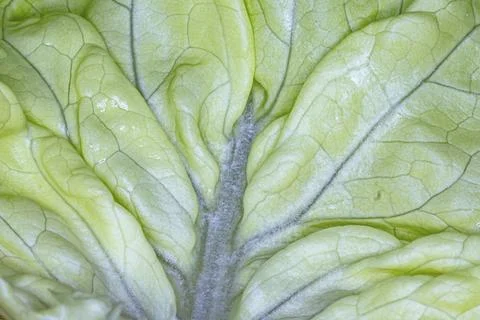 Close-up of a fresh green lettuce leaf showing fine structure, natural texture, Stock Photos
