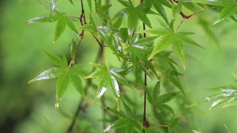 Close-Up of Fresh Green Maple Leaves in the Rain. 4K Stock Footage 299488007