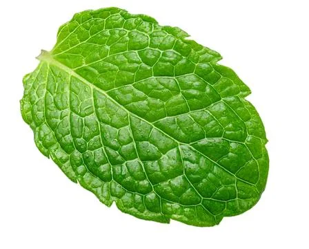 Close-up of a fresh green mint leaf on white background Stock Photos