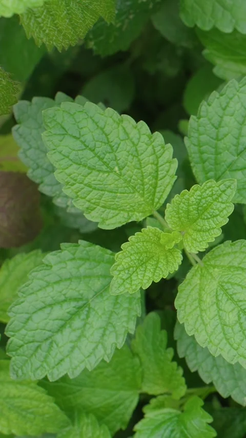 Close-up fresh green mint leaves growing in the garden, top view Stock Footage 318729190