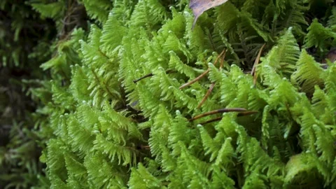 Close-Up of Fresh Green Moss in a Forest Stock Footage 288748052