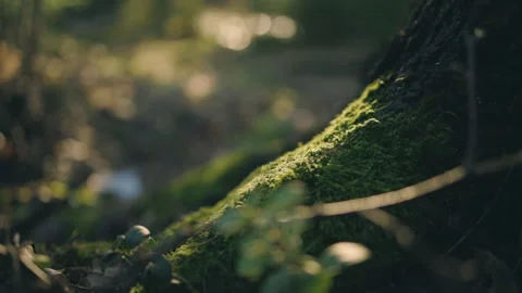 Close up of fresh, green moss on a tree, in dark, sunlit forest - tracking Stock Footage 157746551