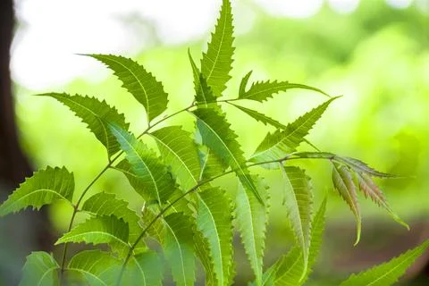 Close-up of Fresh Green Neem Leaves (Azadirachta Indica) Blowing in the Wind Stock Photos