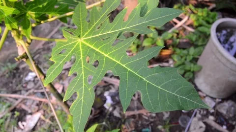 Close up of fresh green papaya leaves. Papaya leaves have many benefits. 스톡 동영상 290858053