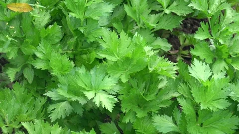 Close up of fresh green parsley leaf in organic vegetable garden, grown in home. Stock Footage 148537633
