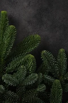 Close-up of fresh green pine branches on dark textured background. A place .. Stock Photos