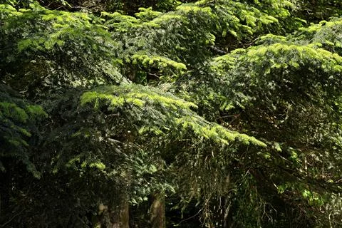 A close-up of fresh green pine branches. 스톡 사진