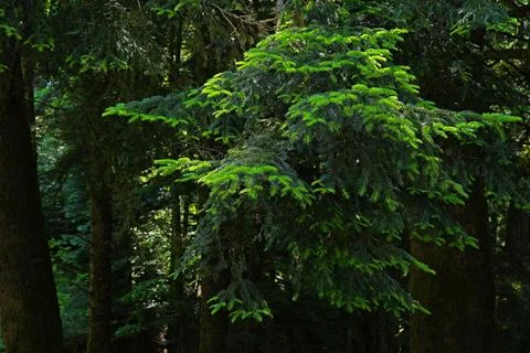 A close-up of fresh green pine branches. Stock-Fotos