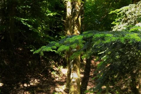 A close-up of fresh green pine branches. 스톡 사진