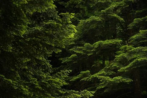A close-up of fresh green pine branches. Фото