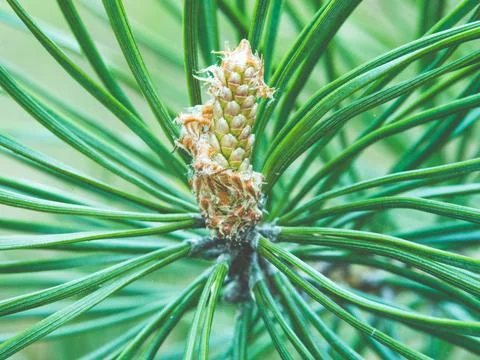 Close-up of a fresh green pine cone with needles in soft natural light. Фото