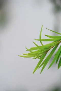 Close-up of fresh green pine needle-like leaves against a bright background Stock Photos