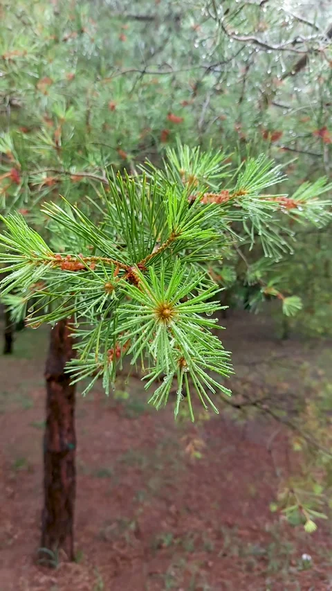  Close-up of fresh green pine needles covered with water droplets on a branch Stock Footage 337453072