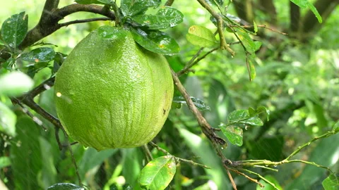 Close-up Fresh Green Pomelo Sprayed with Water Droplets Stock Footage 327553622