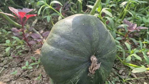 Close Up of Fresh Green Pumpkin on Ground with Sunlight Reflection 動画素材 337023681