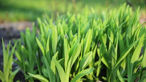 Close-up of Fresh Green Spring Leaves Sprouting in the Garden Stock Footage 332239863