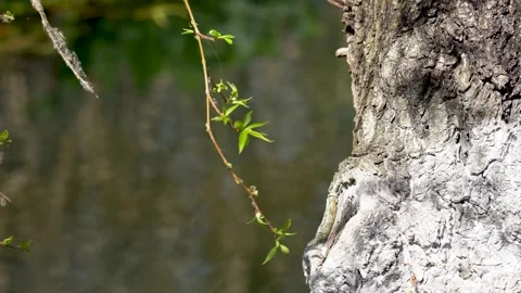 Close up of fresh green spring tree buds on a branch by river 스톡 동영상 347043045