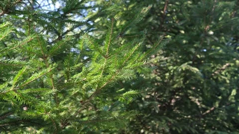 Close-up of fresh green spruce branches swaying in the wind Stock Footage 256759101