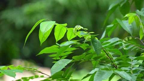 Close Up of Fresh Green Star Fruit Leaves on Branch Swaying in Wind. Stock Footage 338359310