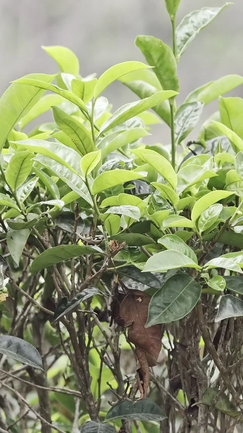 Close up of fresh green tea bush leaves swaying gently outdoors Stock-Footage 342484943