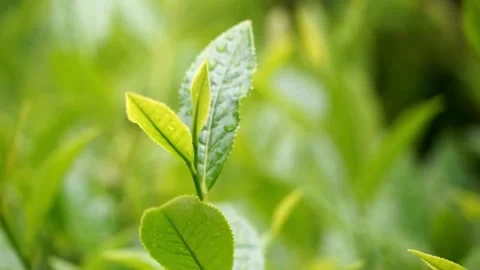 Close-up of Fresh Green Tea Leaves in a Plantation Stock Footage 309545532