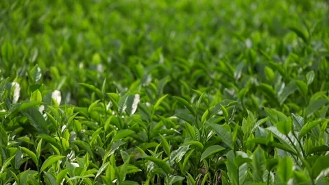 Close Up of Fresh Green Tea Leaves in Plantation Field Stock-Footage 334774669