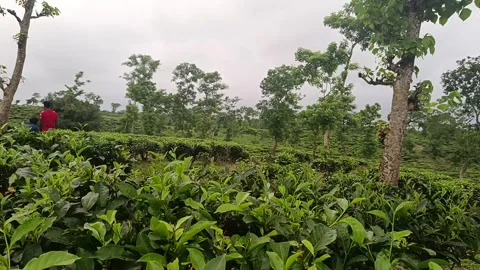 Close-Up of Fresh Green Tea Leaves in a Lush Tea Garden Stock Footage 339377301