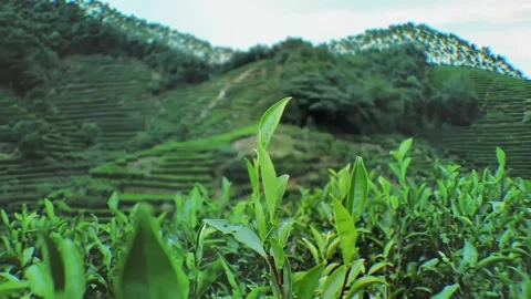 Close up of fresh green tea leaves in a lush mountain tea plantation Stock Footage 342112043
