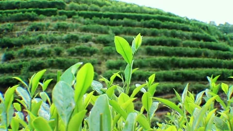 Close up of fresh green tea leaves growing on a terraced plantation field Stock Footage 342112103