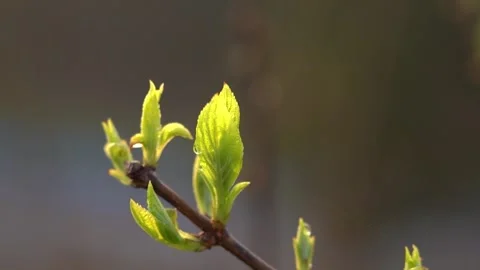 Close up of fresh green tree buds growing on branch in spring sunlight Stock Footage 342260157