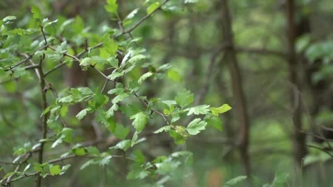 Close up of fresh green tree leaves gently swaying in a peaceful forest Stock Footage 341957745